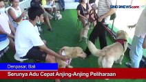 Serunya Adu Cepat Anjing-Anjing Peliharaan