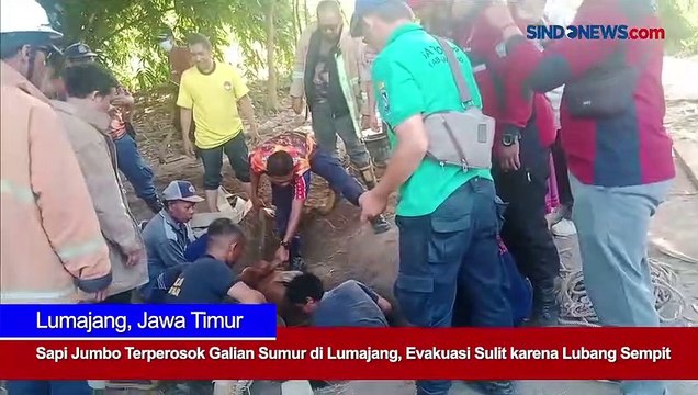Sapi Jumbo Terperosok Galian Sumur di Lumajang, Evakuasi Sulit karena Lubang Sempit