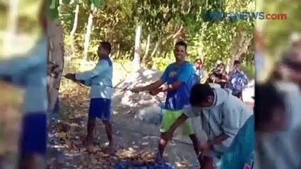 Paus Biru Raksasa Terdampar di Alor, Begini Penampakannya