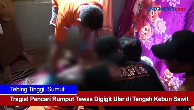Tragis! Pencari Rumput Tewas Digigit Ular di Tengah Kebun Sawit