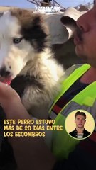Sobrevivió por más de 20 días: Aleks, el perro que fue rescatado bajo los escombros en Turquía
