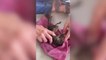 Moment unconscious squirrel is revived with CPR