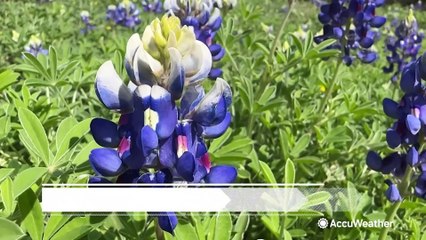 Surge of pollen problems after mild winter