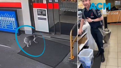 Unexpected friend: Koala joins Woodside service station crew