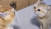 Very  funny cat fighting video vs dog fighting