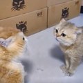 Very  funny cat fighting video vs dog fighting