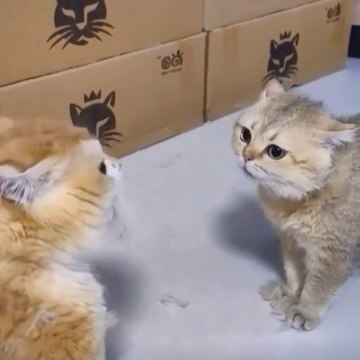 Very funny cat fighting video vs dog fighting