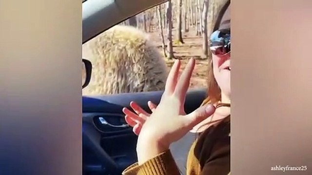 Funny Animals 2023 That Will Keep You Laughing For HoursFunniest Animals Videos