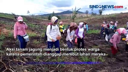 Protes ke Pemda Sumatera Utara, Ibu-ibu Tanam Jagung di Lahan Sengketa