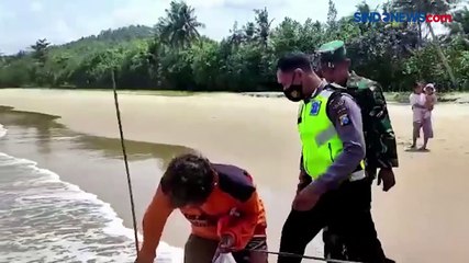 Tersangkut Jaring Nelayan, 2 Hiu Tutul Mati di Pantai Wonocaki