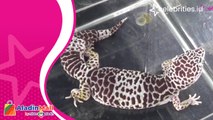 Serunya Kontes Berbagai Hewan Reptil di Surabaya, Ada Iguana Langka