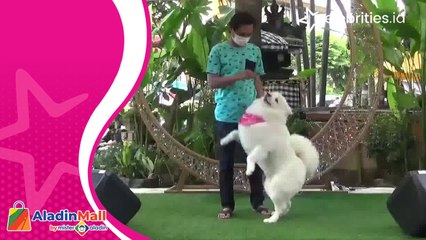 Intip Hewan Anjing Mengikuti Lomba Kreasi Kostum, Bikin Gemas