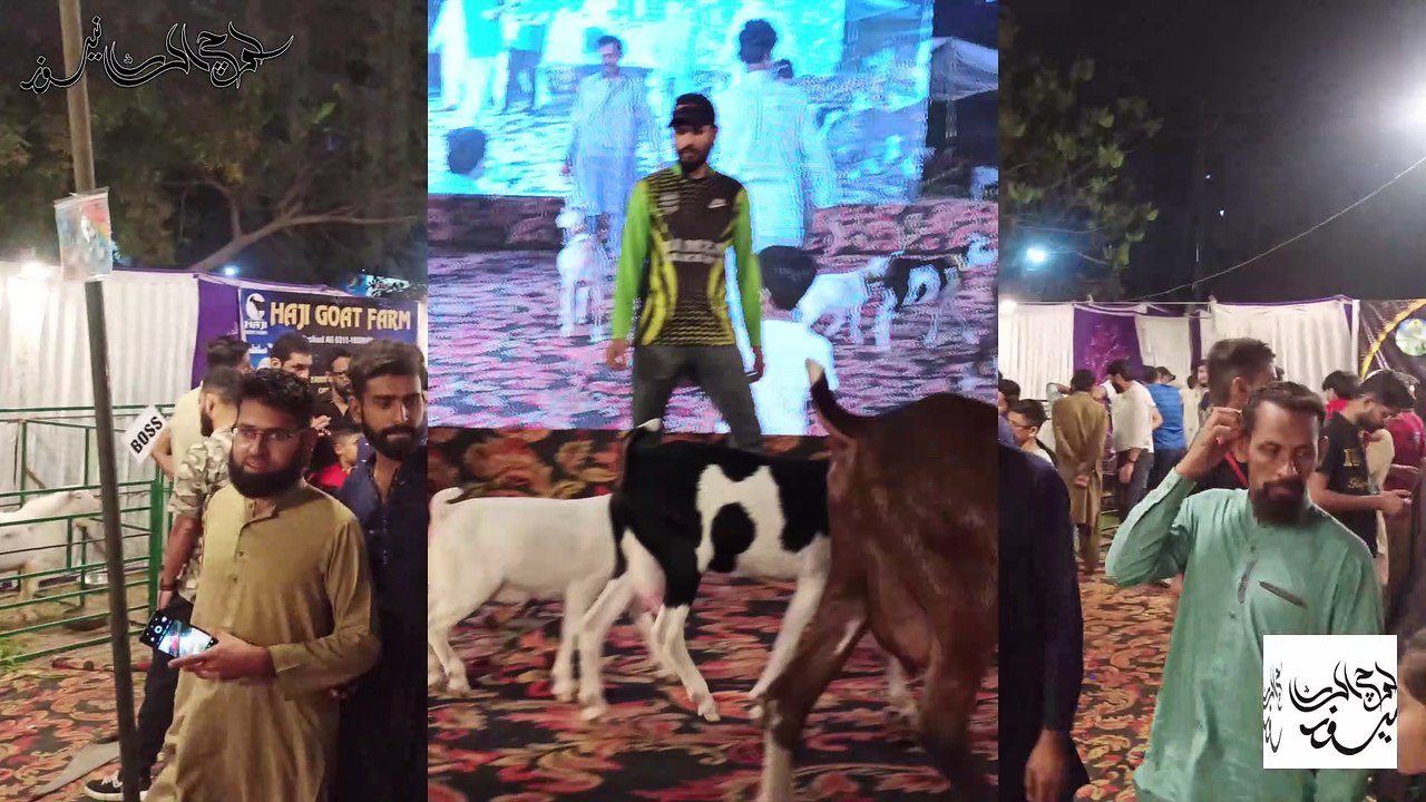 #KTGA #Goat #Goats #goatfarm #goatfarming #Karachi #Sindh #Show #Viral #Fun