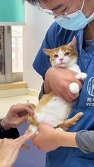 cat playing so funny