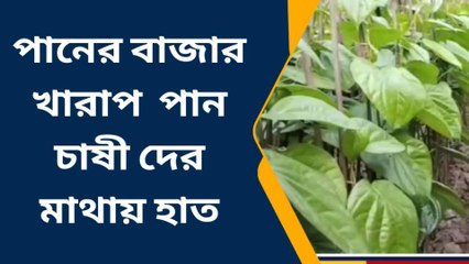 নন্দকুমার :পানের বাজার খারাপ পান চাষী দের মাথায় হাত