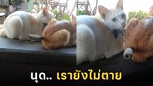 โธ่เอ๊ย ใจหายวาบ คิดว่าแมวถูกมีดแทง ตอนจบมีเฉลย หาทำนะนุด