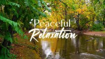 Fall foliage in the Boulder Creek - Relaxing Music For Stress Relief, Healing, Peaceful Relaxation
