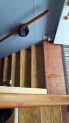 Deer Tears Through The House