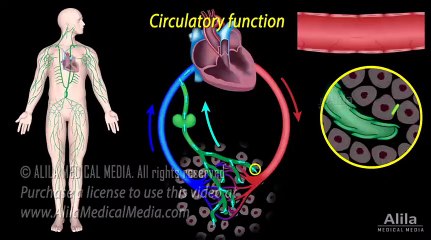 The Lymphatic System Overview