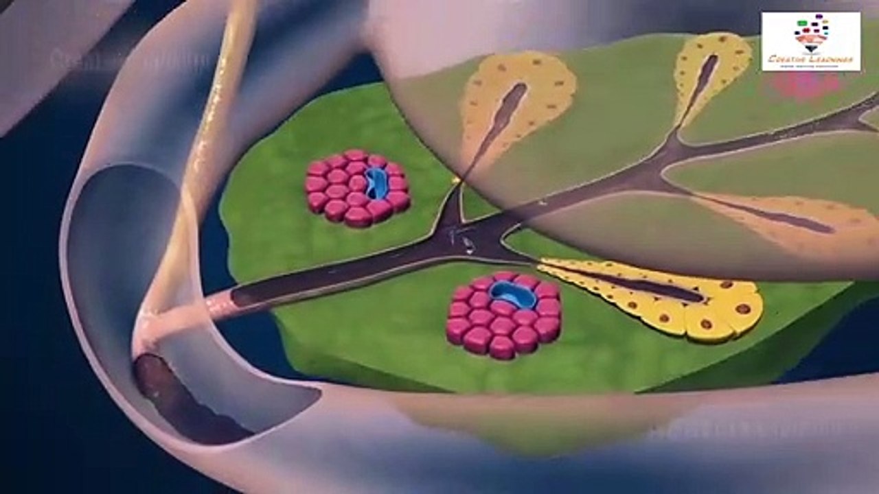 Pancreas Structure and Function