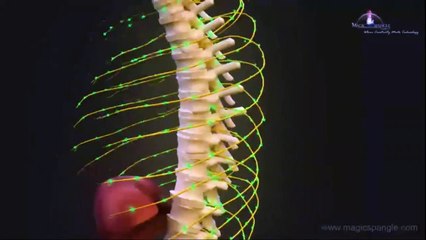 Central Nervous System