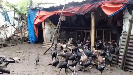 SUPER !! TERNAK AYAM KAMPUNG RUMAHAN JADI USAHA POKOK