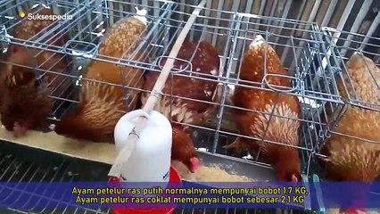 TERNAK AYAM PETELUR DENGAN MODAL 500RIBU __ PERSIAPKAN HAL INI!