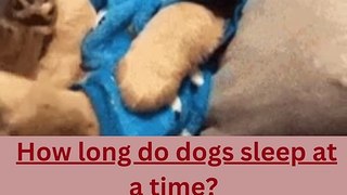 How long do dogs sleep at a time