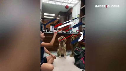 Oynadıkları topun kaybolmasıyla şoke olan köpeklerin tepkileri gülümsetti