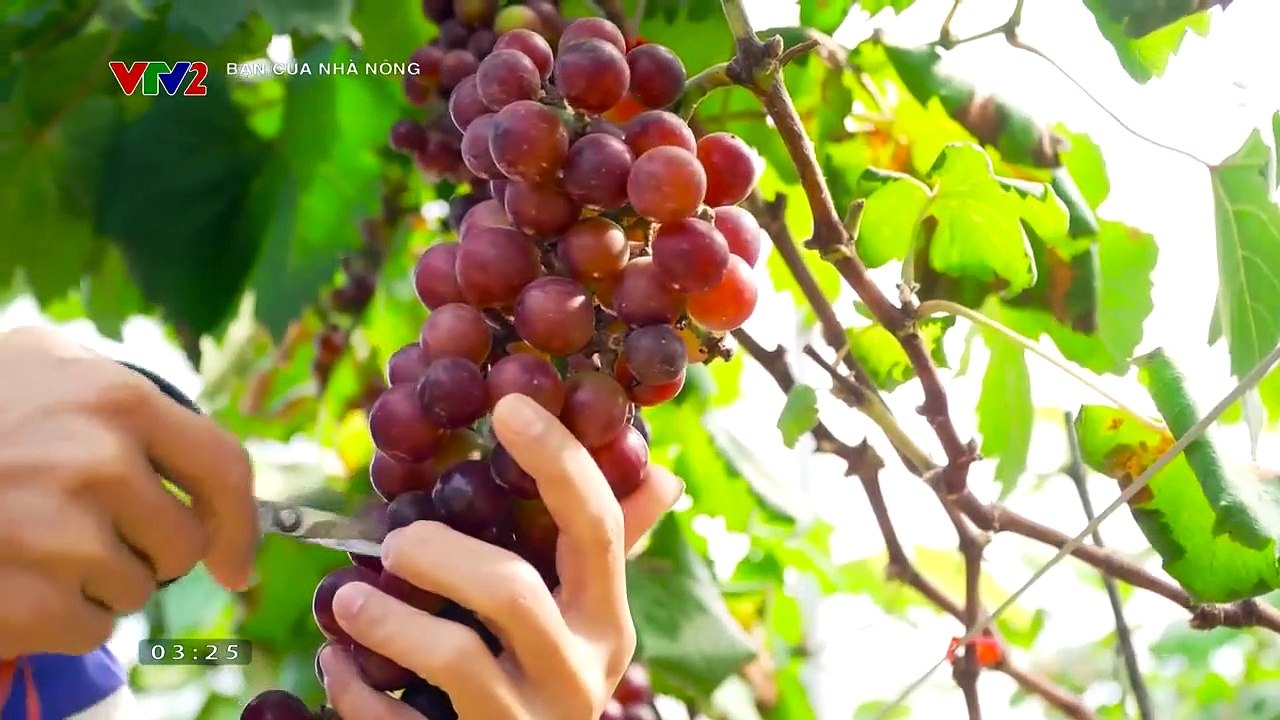Lưu ý khi trồng nho
