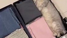 Cat sneaked into suitcase. want to travel！