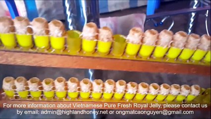 How to harvest royal jelly from bees