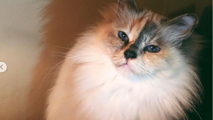 GALA VIDEO - Alizée en deuil, elle partage une mauvaise nouvelle : “Tu me manques déjà”