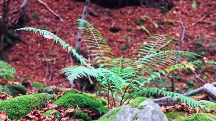 Beautiful Piano Music - Soothing Piano Music For Stress Relief, Calming, Peaceful Relaxation - 720-1