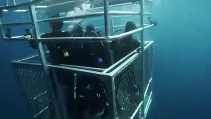 ¿Qué se puede comer a un Tiburon Blanco ? Documental