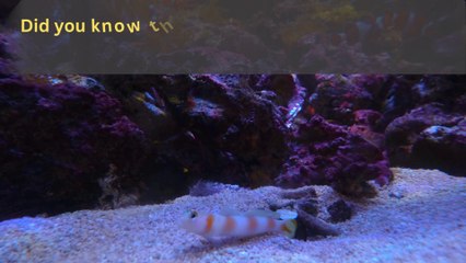 Incredible ! Dabra Goby Fish Can Climb Waterfalls Like Spiderman