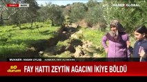 Fay hattı zeytin ağacını ikiye böldü