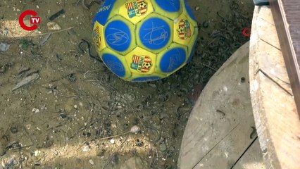 Manavgat'ta çam kese böceği istilası