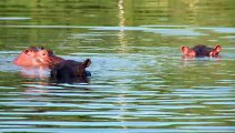 Gobernador colombiano espera iniciar traslado de hipopótamos a México e India este semestre