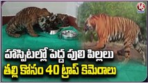 Rescued  Tiger Cubs In Hospital , 40 Trap Cameras For Arranged For Big Cat _ V6 News