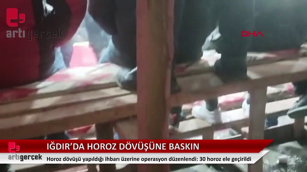 Iğdır'da çiftlik evine horoz dövüşü operasyonu... 464 bin 508 lira para cezası kesildi