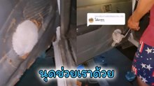 ซนได้เรื่อง ! เมื่อเหมียวแสบประจำบ้านมุดประตูรถแล้วออกไม่ได้
