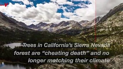 Climate Change is Pushing California’s ‘Zombie Forests’