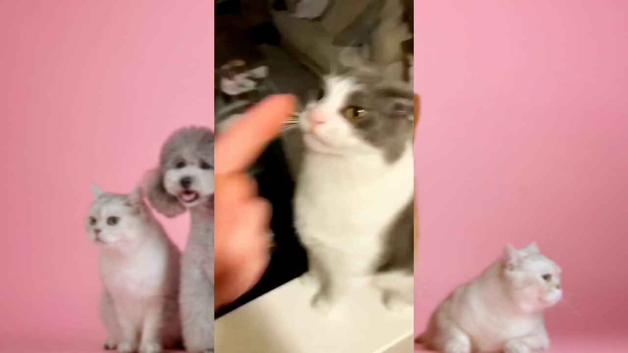 Funniest Dogs And Cats Videos  - Best Funny Animal Videos 2023 11