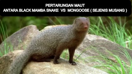 BLACK MAMBA VS MONGOOSE