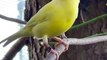 Kanarienvogel Singende Vogelschönheit | Canary Bird Singing bird beauty | Canaris Chantant la beauté des oiseaux | Canario pájaro cantando la belleza del pájaro | Canarische vogel Zingende vogelschoonheid I Canary Bird Syngende fugl skønhed