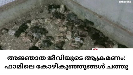 അജ്ഞാത ജീവിയുടെ ആക്രമണം;ഫാമിലെ കോഴികുഞ്ഞുങ്ങൾ ചത്തു
