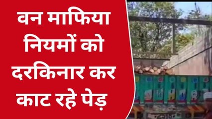 बस्ती: जिले में वन विभाग के अधिकारियों पर भारी पड़ रहे वन माफिया, देखें रिपोर्ट