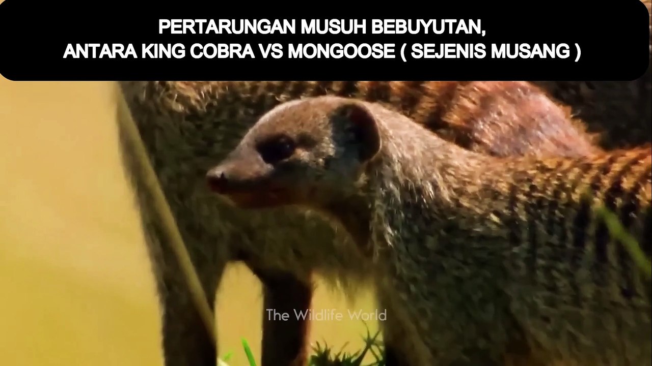 PERTARUNGAN KING COBRA VS MONGOOSE