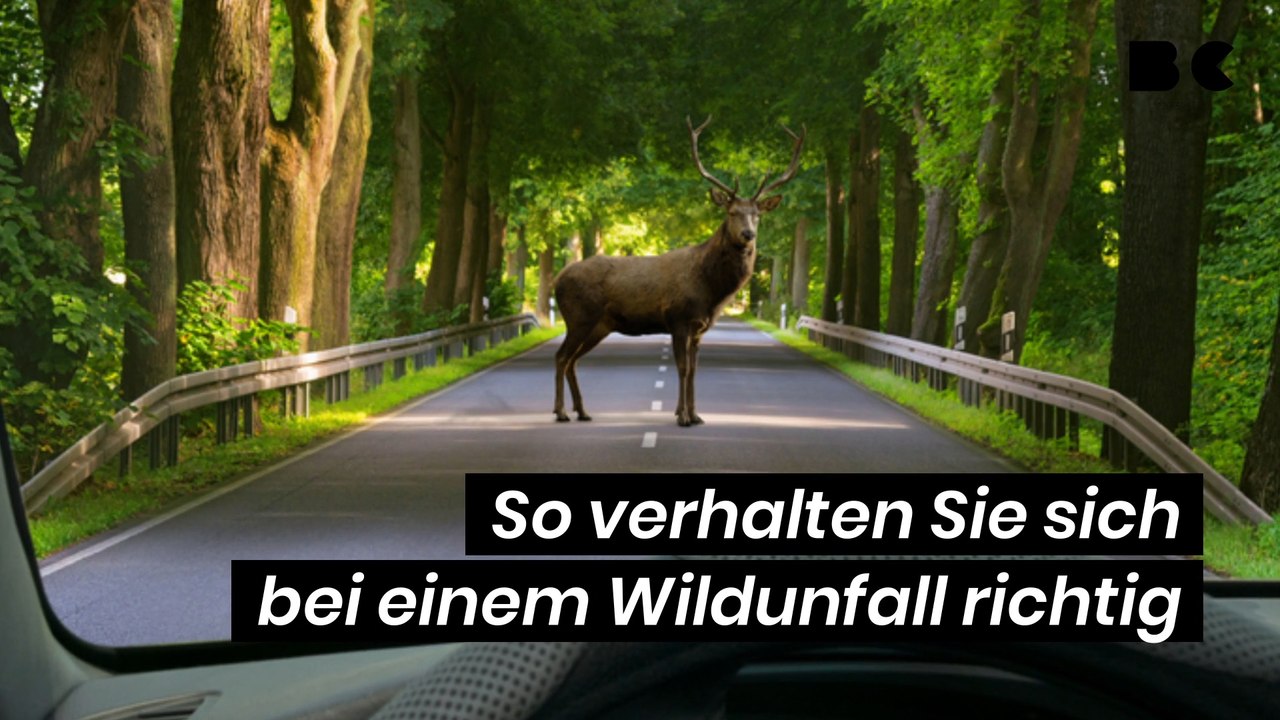 So verhalten Sie sich bei einem Wildunfall richtig